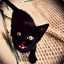 KingCats