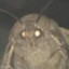 Lämp