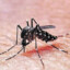 dengue