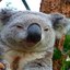 Cpt. Koala