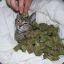 xX420meowXx