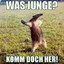Nasenbär mit Schießgewehr