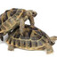 Two Turtles Mating