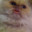 catlips avatar