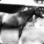 classyhorse23