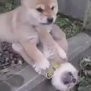 给老子胡