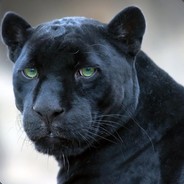 我想我是只废猫