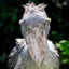 The Shoebill Stork