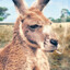 kangaroo_weed