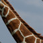 OG Giraffe Neck