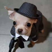 PERRITO MAFIOSO