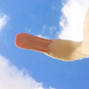 阿拉斯加大野猪