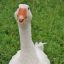 GOOSE