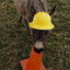 donkey the builder