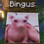 BINGUS