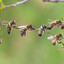 Bee Chain