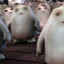 Adipose