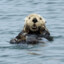 soaking sea otter