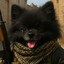 ShoyoThePom