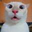 Meow