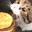 Kopppi game deficit cat