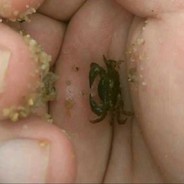 "段位终于黄金 一 4了“