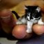 KITEN