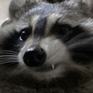 raccoon