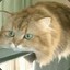 [ASAe] monorail_cat
