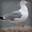 A-Herring-Gull