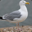 A-Herring-Gull