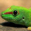 Gecko-Tron3000