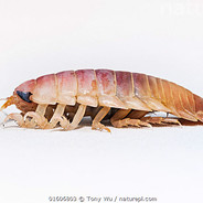 Isopod