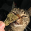 Gato Maconheiro