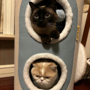 我的龟TOYOTA又圆