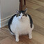 Ding dong pling plong