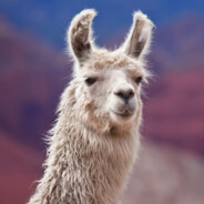 Karma the Llama
