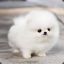 Snowball