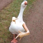 Gangsta Duck Wonder
