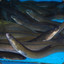 eels