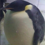 Fat Penguin