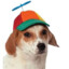 dog with hat