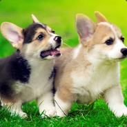 욕하고보니또중국인이였다