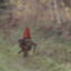 gnomes are real