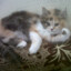 Firecat