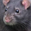 A Black Rat