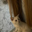Jopee