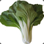 bok choy