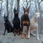 doberman