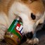pbdog